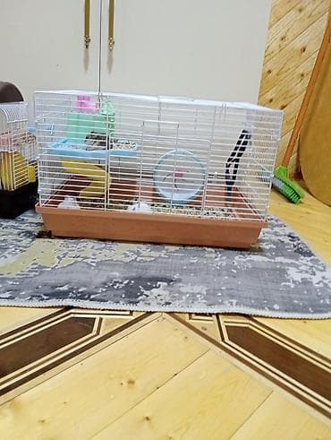 hamster satış: Hamster(dağsıcanı).Ədədnən cütnəndə satılır.Yuvasıynan başqa qiymətə — 4