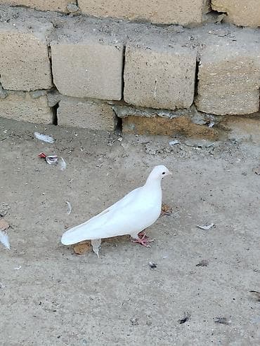 korella tutuqusu haqqında: 6 dene tutulma quslardi hansı sağlam uçuşu olanlar var Qaradağ — 6