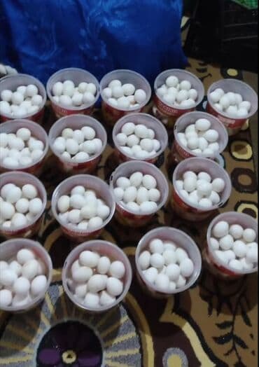 домики для кошек: Liqorin mayalı yumurtaları — 3