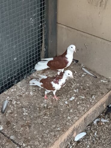 dəvəquşu yumurtası qiyməti: Şəkillərin hamısına baxın. hər cinsdə quşlar satılır . qiymət biri — 16