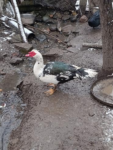 Erkək, | Lal ördək, Damazlıq, Ödənişli çatdırılma