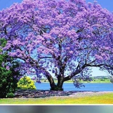 uzum tingləri: Paulownia (adem agaci) hal hazirda var 2 illik ağaclardı uzunlugu 3 — 1