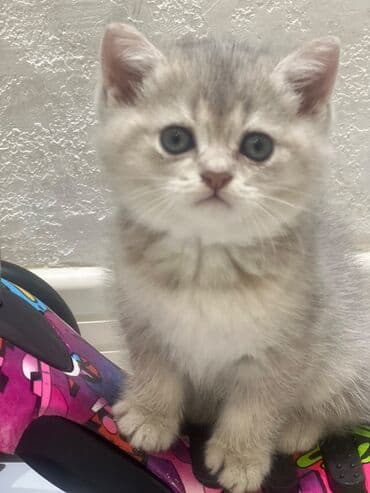 şınşıla pişik: Şinşilla, Dişi — 5