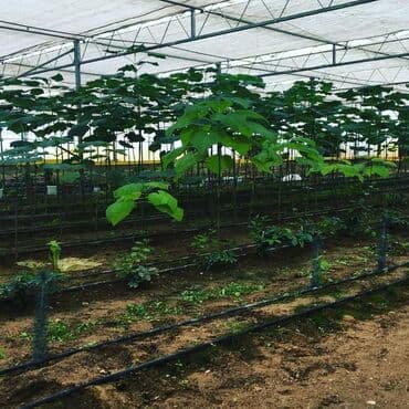 turkanda ev: Bakı, Türkan qəs., 1500 kv. m, 7 otaqlı, Hovuzlu, Qaz, İşıq, Su — 3