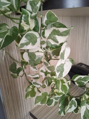 Buket güllər: Сциндапсус N-Joy — 1