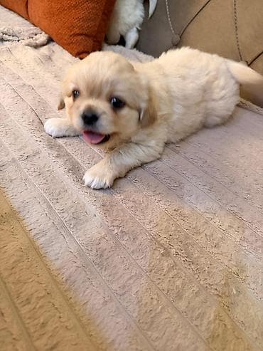 Pekines, Erkek, Ünvandan götürmə — 2