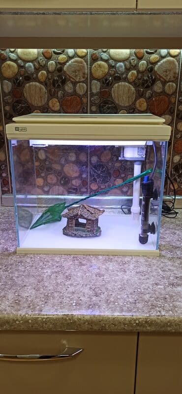 Gəmiricilər: Dördbucaq akvarium, Boş, 31 l — 1