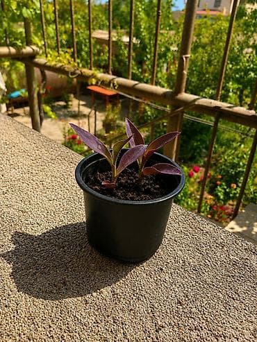 Bənövşəyi Tradeskansiya (Purple Heart) – dekorativ dibçək gülü 💜🌿
