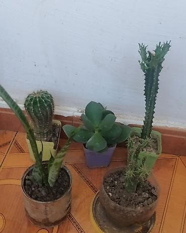 Pul gulleri 5azn, sansevieria opuntia subulata4azn,kaktuslar3azn.Son — 4
