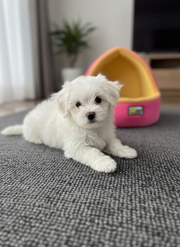 кокер спаниель баку: 5 месяцев, Самка, Бесплатная доставка — 2