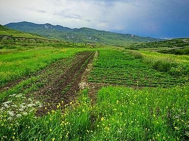 ev alqi satqisi ve kirayesi: Kənd təsərrüfatı — 5