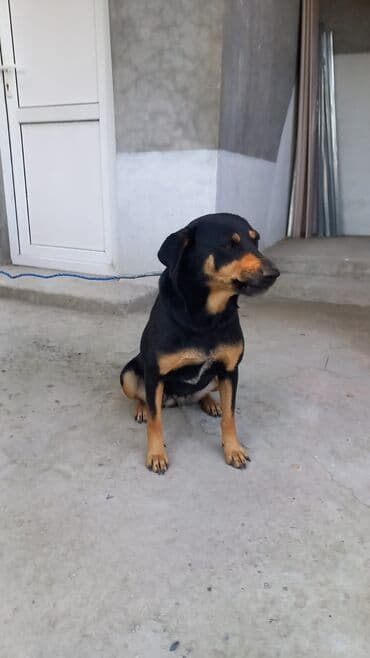 ingilis setter it cinsinin digər adı: Məhsul: İt (orta ölçülü) Təsvir: - Rəng: qara kürk üzərində — 1