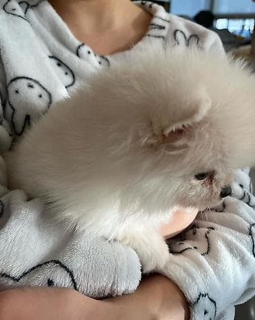 Şpitz, 2 ay, Dişi, Pulsuz çatdırılma — 4