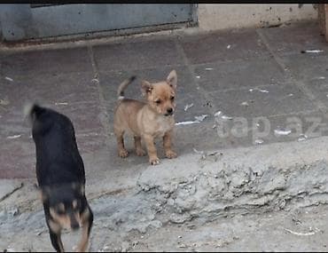 pitbull itləri: Peyvəndli — 4