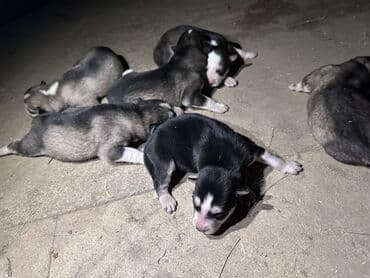 купить хаски щенка: Хаски, 1 месяц, Самец, С прививками, Платная доставка — 1