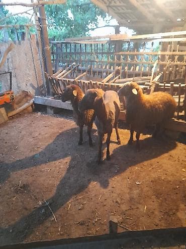 Kilosu 19manat alanada ciyarı pay verilir