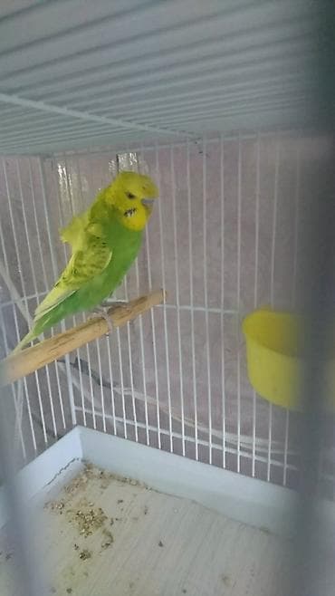 Yaponiclər və yaponicdən dömmələr