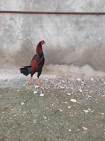 С/х животные и товары: Məhsul: Uzunboy (Malay/Asil tipli) döyüş tipli xoruzlar Təsvir: - — 9