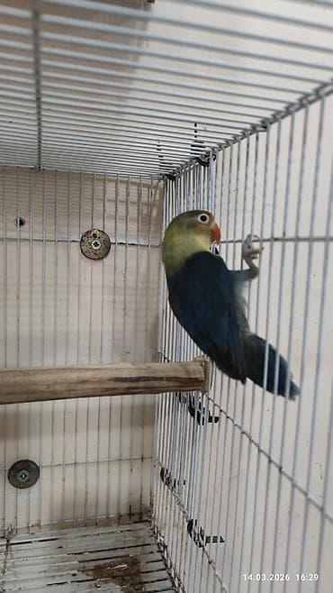 balaca quzu: PAPUQAY FİŞER ERKƏK DİŞİ.TƏK TƏK AYRI QİYMƏT CÜT AYRI QİYMƏTDİ — 7