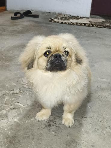 alman qoyun iti: Pekines, 6 ay, Erkek — 3