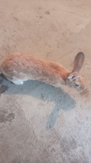 su donuzu: Məhsul: Evdə saxlanılan dovşanlar (bir neçə fərqli rəng və naxışda) — 3