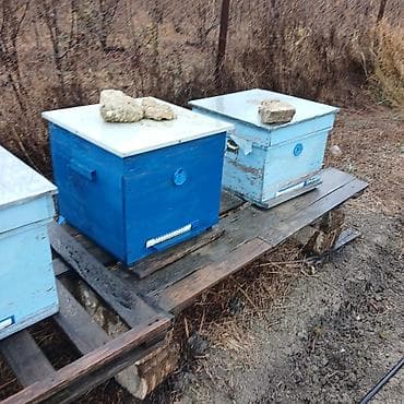 Arıçılıq üçün taxta arı yeşikləri (korpus tipli). Xüsusiyyətlər: -