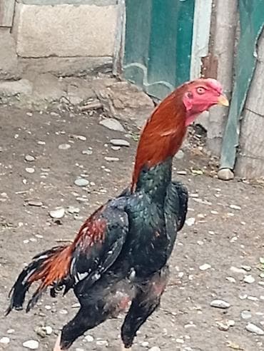 avstralop xoruz: Cins xoruz – uzunboy, güclü skeletli, möhkəm ayaqlı. - Rəng — 2