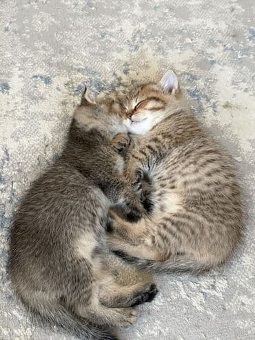 Gəmiricilər: Tabbi, Erkək — 3