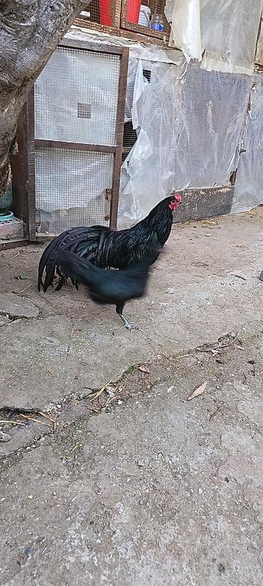 iller: Məhsul: Sumatra tək xoruz qoşa mahmız, istəyən goruntulu yıgıb baxa — 5