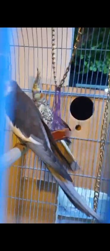 xamyak yuvası: Məhsul: Nimfa tutuquşları (cüt) Təsvir: - Kafesdə bir cüt nimfa — 4