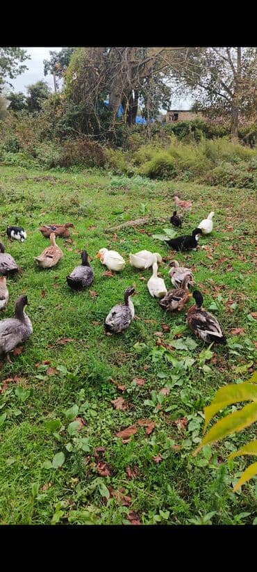 cins ineklerin qiymeti: Məhsul: ördək sürüsü Təsvir: - Çoxrəngli və müxtəlif cinslərdən olan — 2