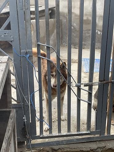 it haski: Xaski — 2