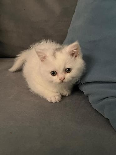 ağ pişik: Şotland, Dişi, Yaxşı əllərə, Ünvandan götürmə — 3