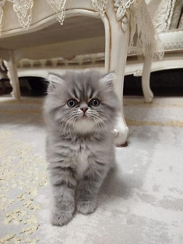 Gəmiricilər: Fars — 4