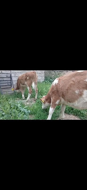 simental erkek dana: Satışda: simmental tipli erkək buzovlar - Rəng: ağ-qəhvəyi ləkəli - — 8