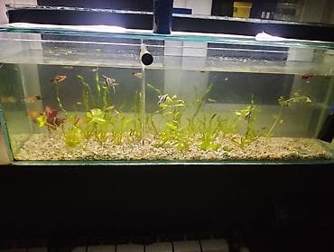 akvarium xırda balığı: 10 luq şüşədi uzunluq 1 metirdi eni 20 santimdi hündürlüyü 30 santmdı — 3