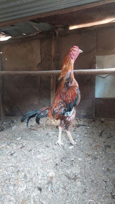 Xoruz, il: 1, Ödənişli çatdırılma