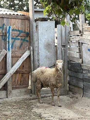 Quzu, Erkək, ay: 8, 33 kq, Ətlik, Ünvandan götürmə, Ödənişli çatdırılma