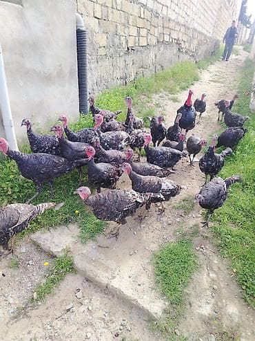 kənd toyuqlarının satışı: Salam. 6 aylıq kanada, bronz hinduwka fərələri satıram. Təzə — 2