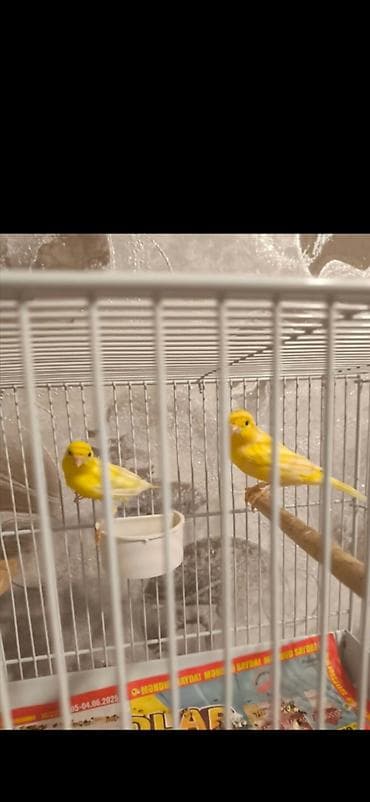 dəvə qusu: Cut bulbul satiram avsyanka sortudu super oxuyur cox gozeldi rengide — 1