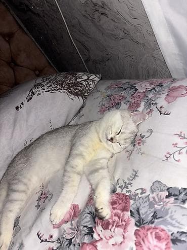 balaca itlər: Şinşilla, Dişi, Yaxşı əllərə, Pulsuz çatdırılma — 2