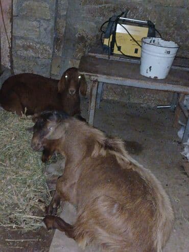 Qəhvəyi rəngli iki keçi dişi boqazdi erkek berk kökdü saxlamaqda olar