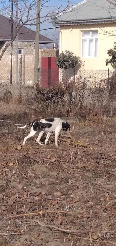 it hekimi bakida: 3 il, Dişi, Ünvandan götürmə — 2