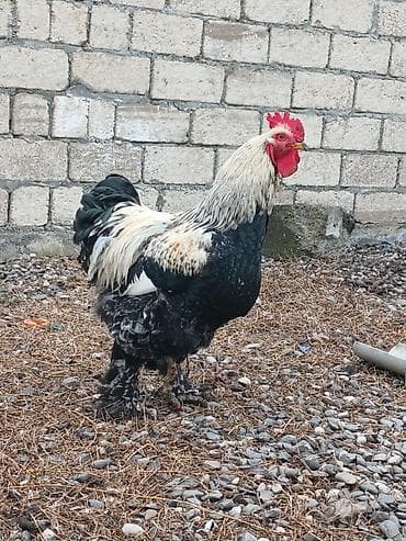 Pişiklər: Brama xoruzu.Qiymet sondur.Ə0laqə nömrəsi və ya whatsappi ilə əlaqə — 1