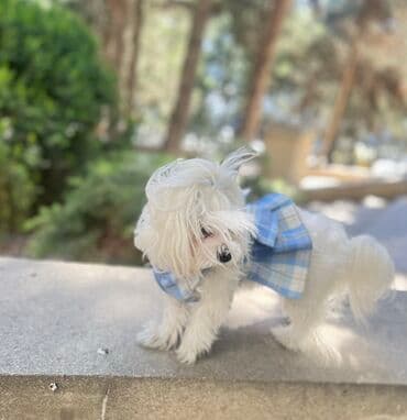 pişik satişi: Malta bolonka — 13