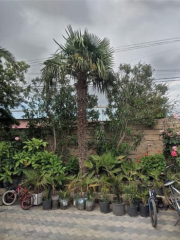 palma ağacı: Xurma (xurma xurması) və fan xurma (Washingtonia/Trachycarpus tipli) — 2