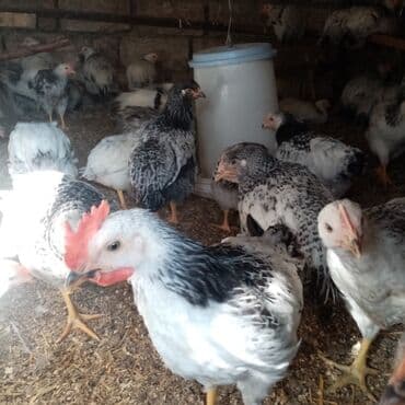 F6-serebrist cücələr satılır vitamin və dərmanlar verilib tam sağlam