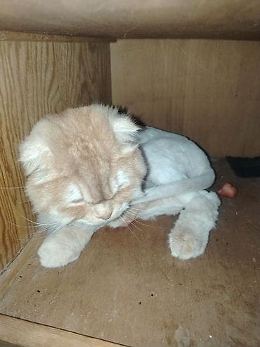 şotlan pişik: Şotland, Erkək, Yaxşı əllərə, Ünvandan götürmə — 1