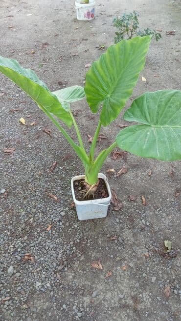 fil qulagi gulu: Otaq bitkiləri — 2