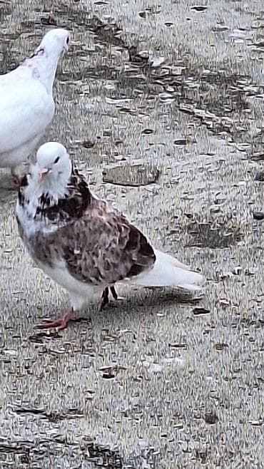 Ebres boyunlar 40 manat iran agbas erkey 20 manat